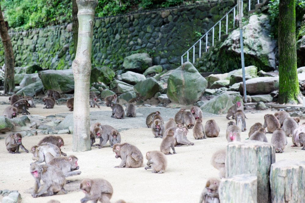 Takasakiyama Nature Zoo