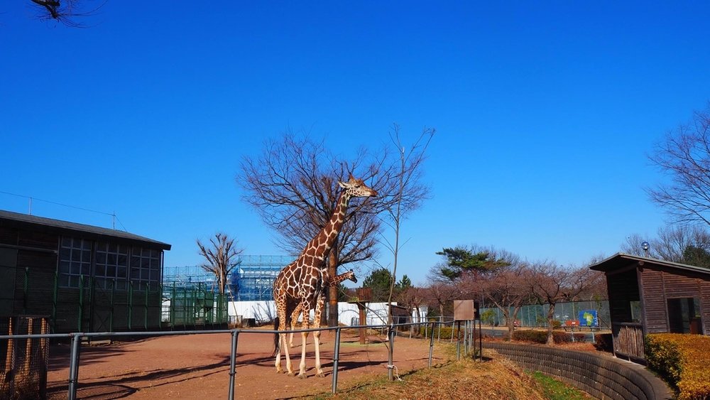 埼玉県こども動物自然公園