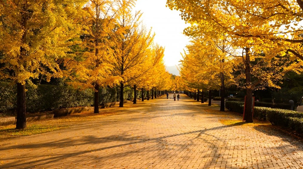 秩父ミューズパーク