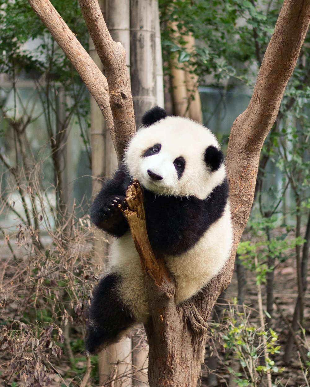 Plan your trip to China with discounted tickets to Chengdu Panda Breeding Center