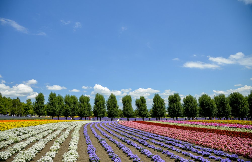 富良野花季必賞薰衣草田