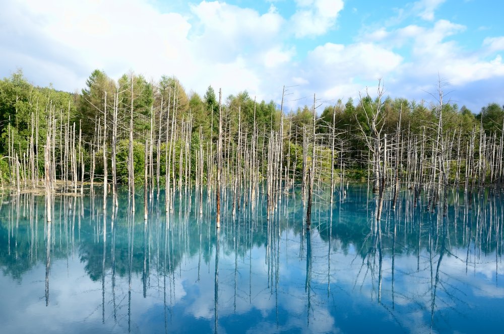 富良野景點青池