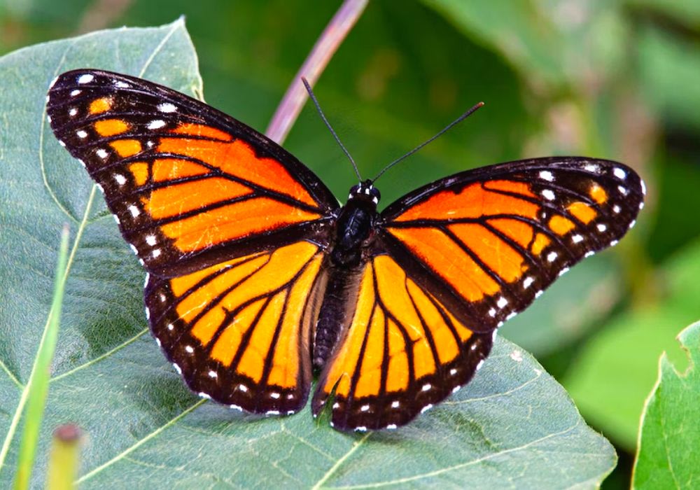 review-di-singapore-malaysia-indonesia