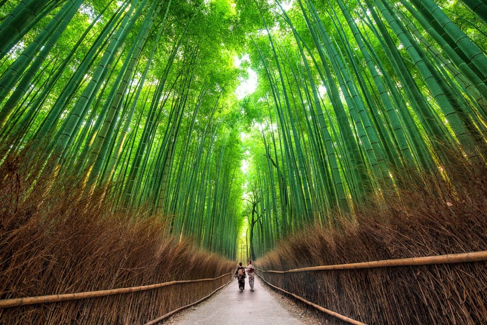 Sagano path di Arashiyama Bamboo Forest