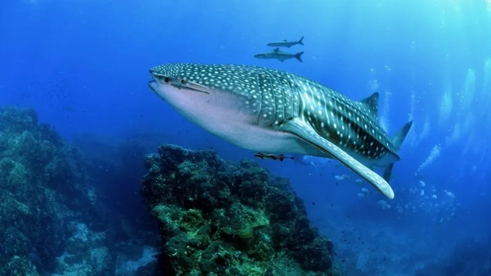 3D2N Tenggol Island Dive Trip from Singapore