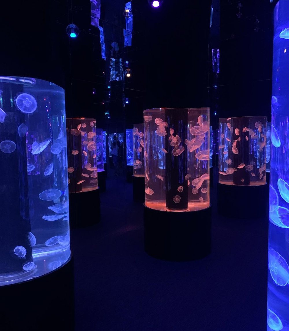 荃灣水母館, 情侶好去處, 拍拖好去處, 情人節好去處