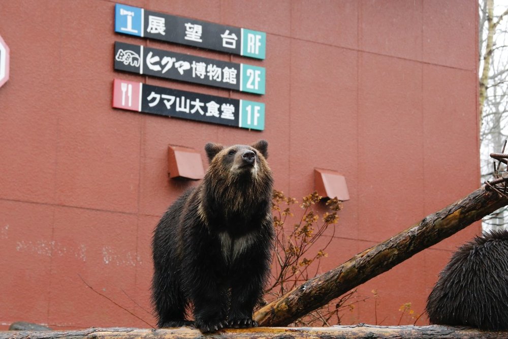 のぼりべつクマ牧場 クマと看板