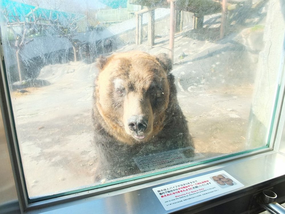 のぼりべつクマ牧場 ヒトのオリ