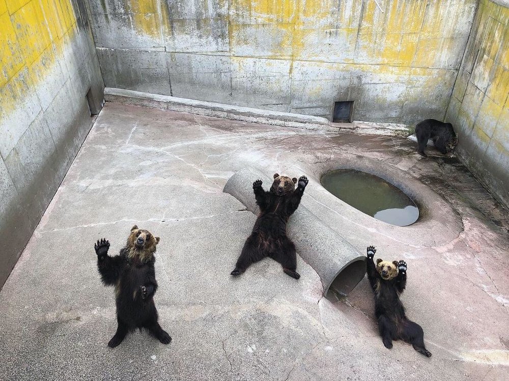 のぼりべつクマ牧場 メスグマ