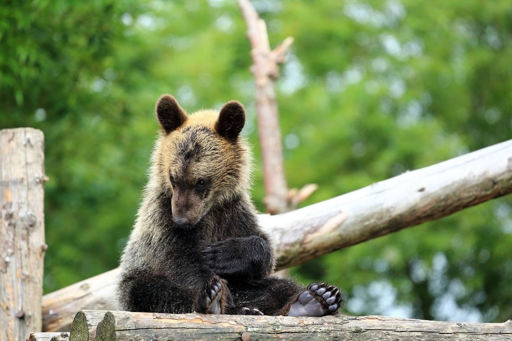 のぼりべつクマ牧場 子グマ牧場