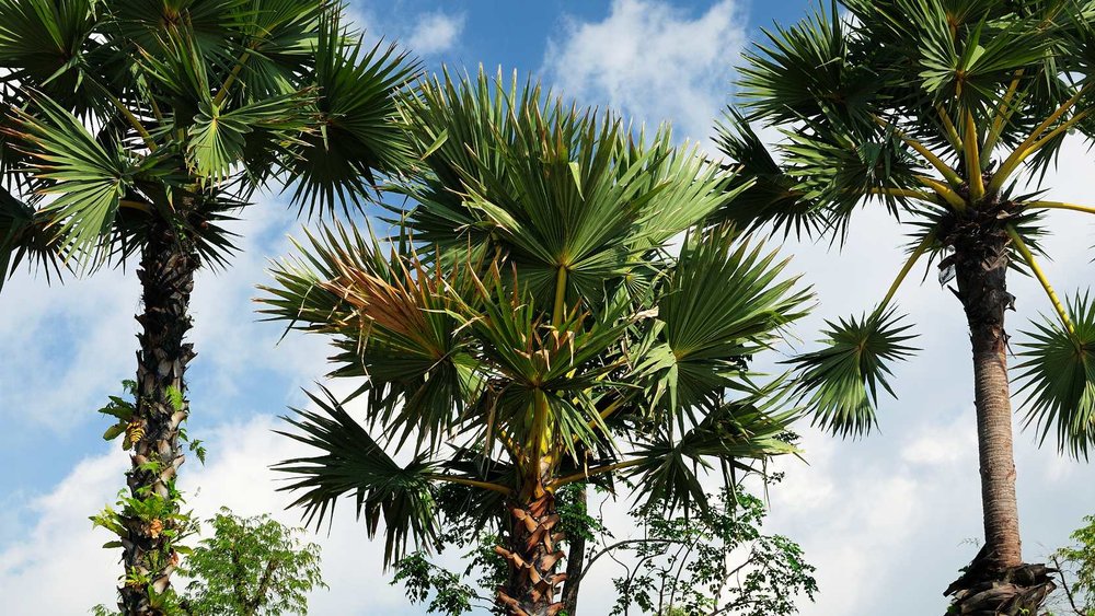 Asian Palmyra Palm, ขอบคุณรูปภาพจาก www.gardensbythebay.com.sg