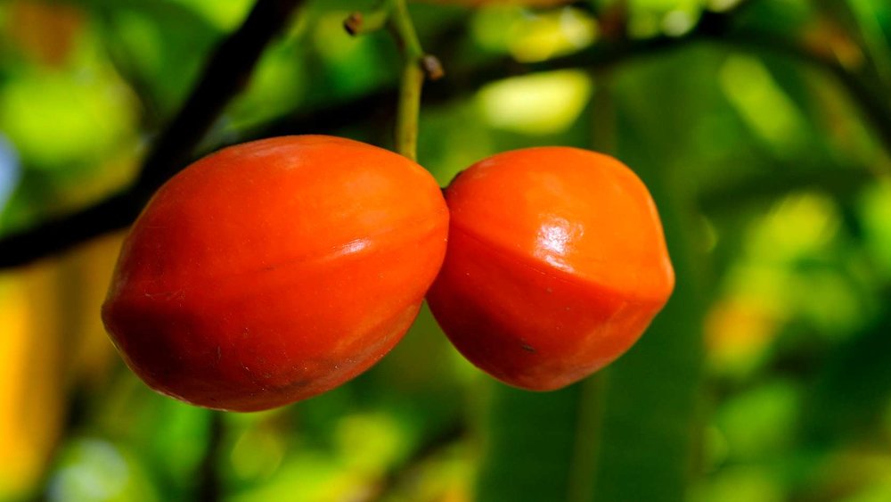 Forbidden Fruit of India, ขอบคุณรูปภาพจาก www.gardensbythebay.com.sg