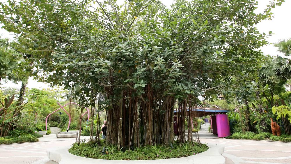 ต้นไทร (Banyan Tree), ขอบคุณรูปภาพจาก www.gardensbythebay.com.sg