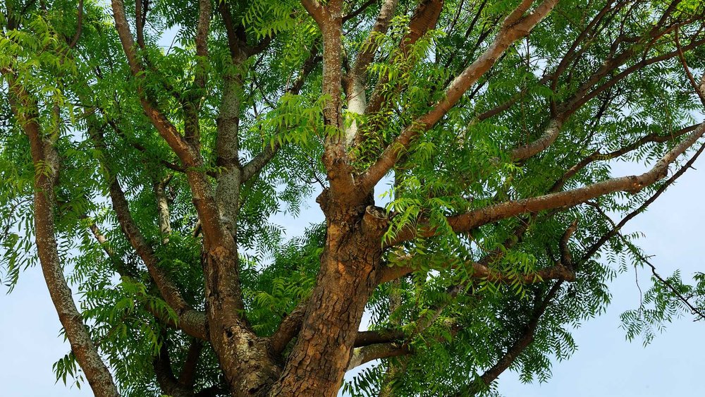 Chinese Pistache (Pistachia Chinensis), ขอบคุณรูปภาพจาก www.gardensbythebay.com.sg