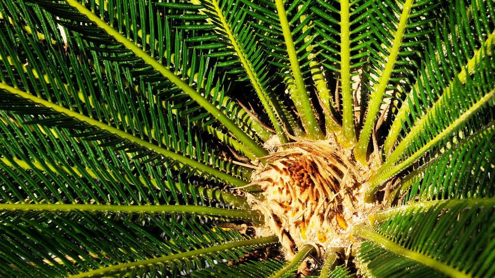 King Sago Cycad (Cycas Revoluta), ขอบคุณรูปภาพจาก www.gardensbythebay.com.sg