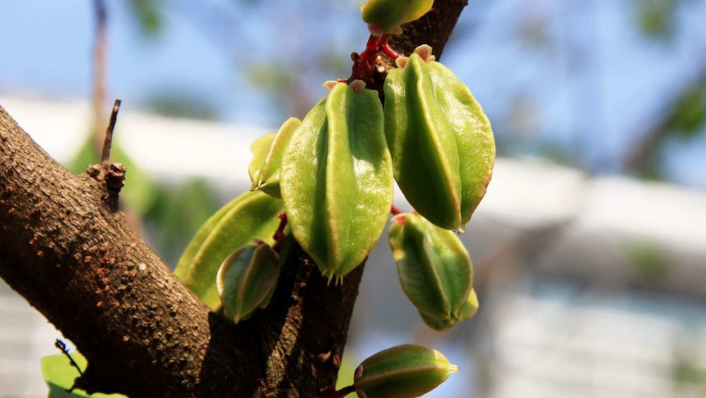 ผลมะเฟื่อง (Star Fruit) ใน Malay Garden, Gardens By The Bay ขอบคุณรูปภาพจาก www.gardensbythebay.com.sg