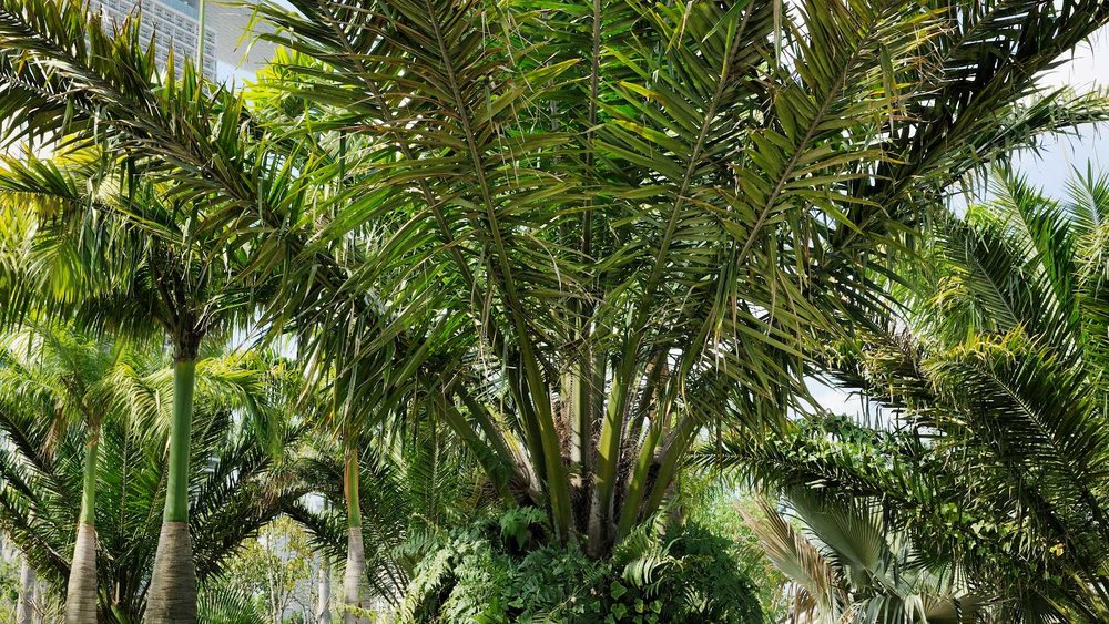 ต้นปาล์มน้ำมัน ใน Colonial Garden, Gardens By The Bay ขอบคุณรูปภาพจาก www.gardensbythebay.com.sg