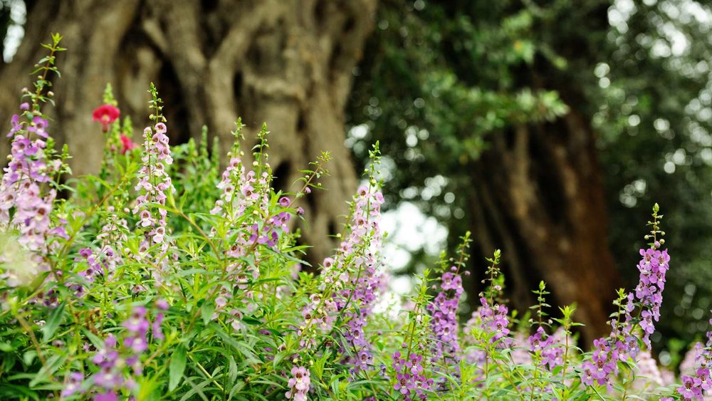 Flower Dome, ขอบคุณรูปภาพจาก www.gardensbythebay.com.sg