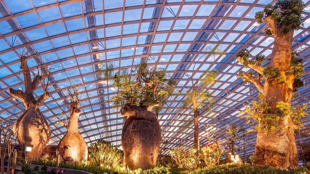 African Baobab, Flower Dome, ขอบคุณรูปภาพจาก www.gardensbythebay.com.sg
