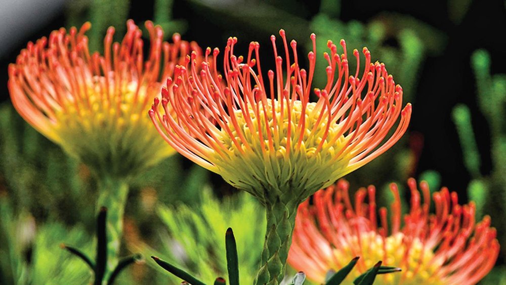 South African Garden, ขอบคุณรูปภาพจาก www.gardensbythebay.com.sg