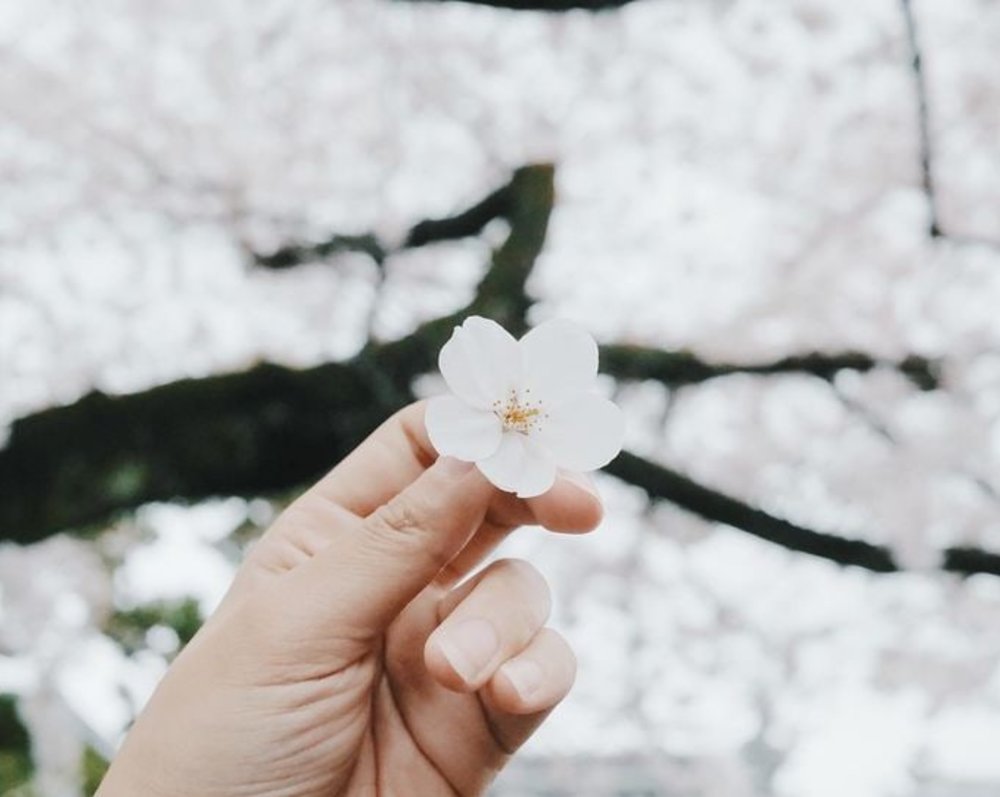 ภาพจาก Instagram: kotorimi