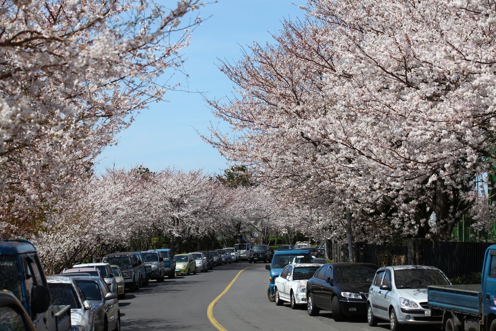韓國櫻花, 濟州櫻花節, Klook
