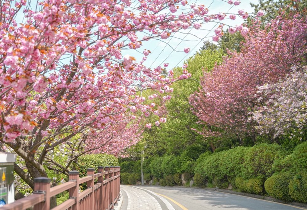 韓國櫻花, 大渚生態公園, Klook