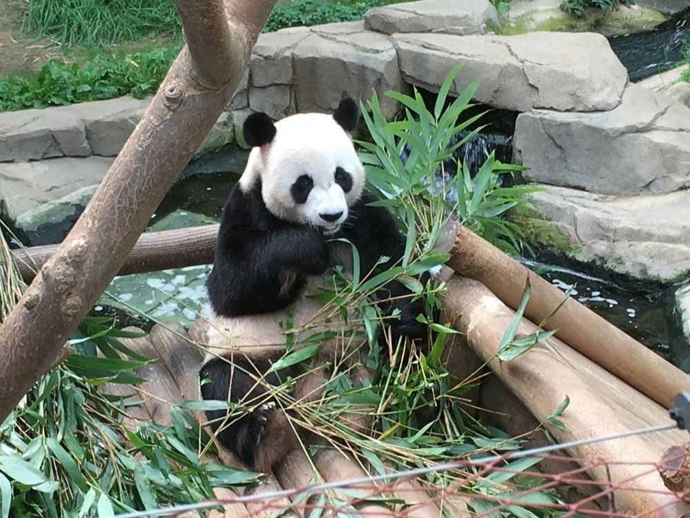 エバーランド パンダワールド