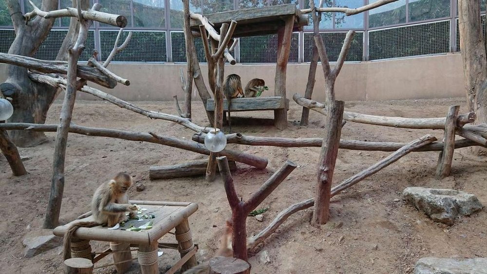 エバーランド フレンドリーモンキーバレー