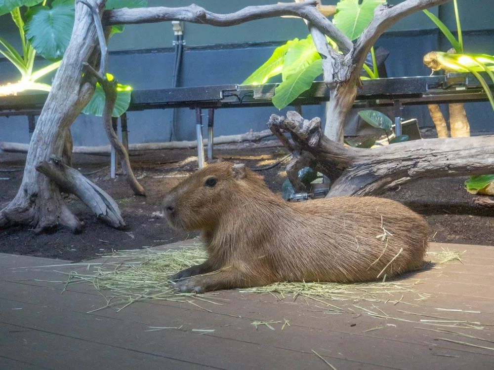 川崎水族館 カピバラ