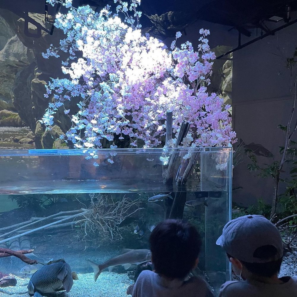 川崎水族館 多摩川ゾーン