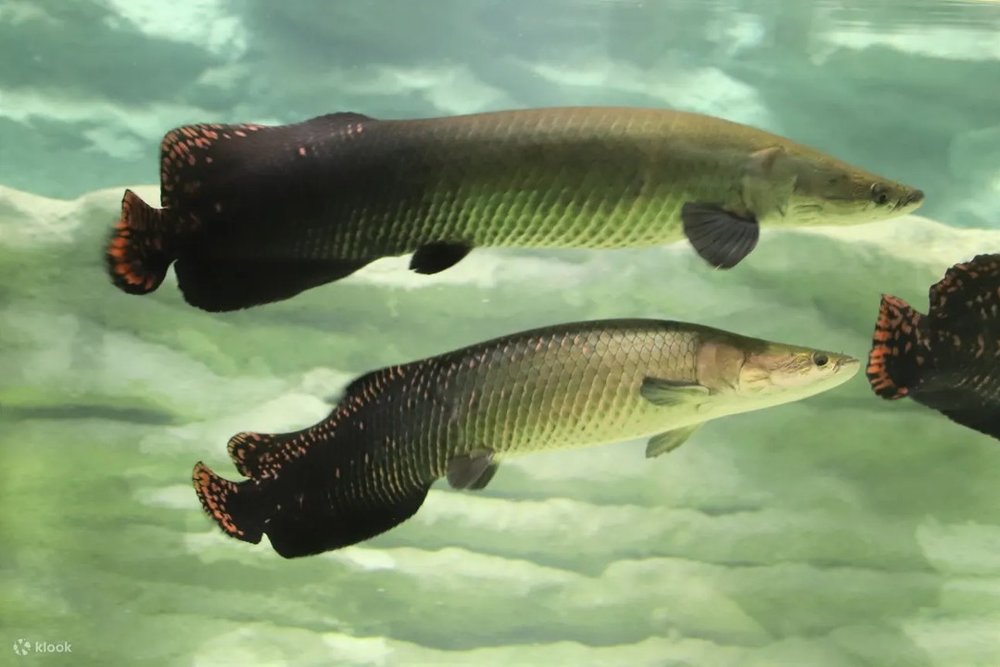 川崎水族館 オセアニア・アジアゾーンのアロワナ
