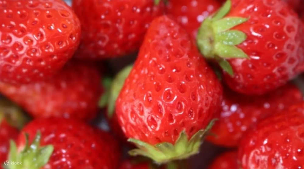 群馬縣及果園一日遊