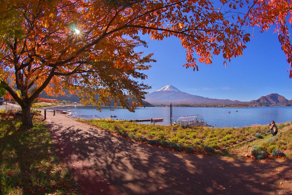 a view of mt fuji with branches of trees and flowers framing it