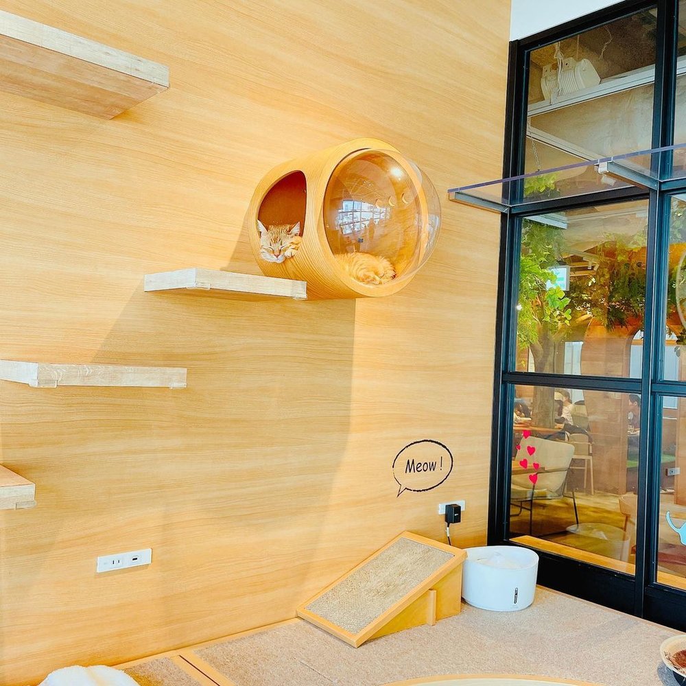 川崎水族館 ソラネコカフェ1