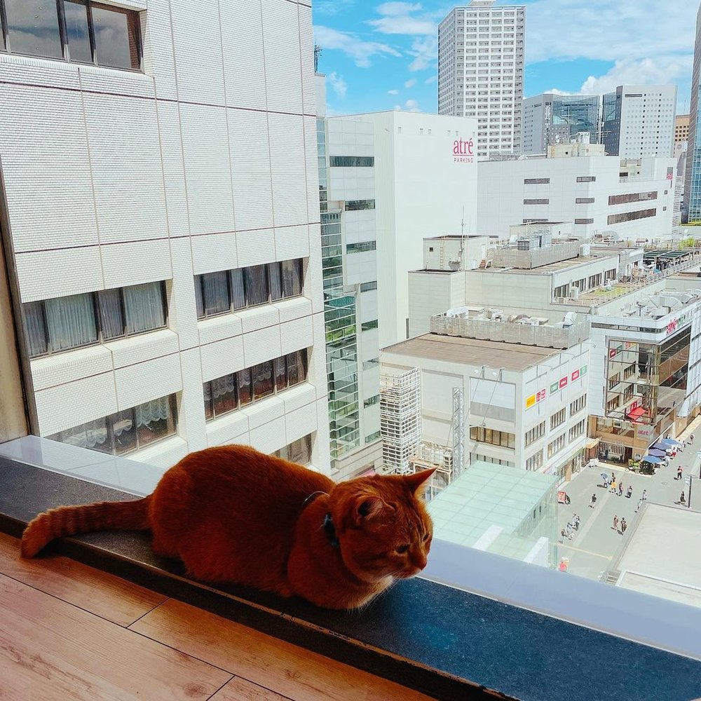  川崎水族館 ソラネコカフェ2