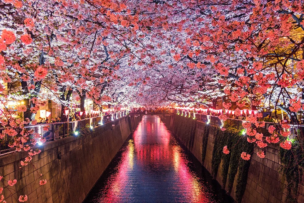 Tokyo Meguro River Sakura