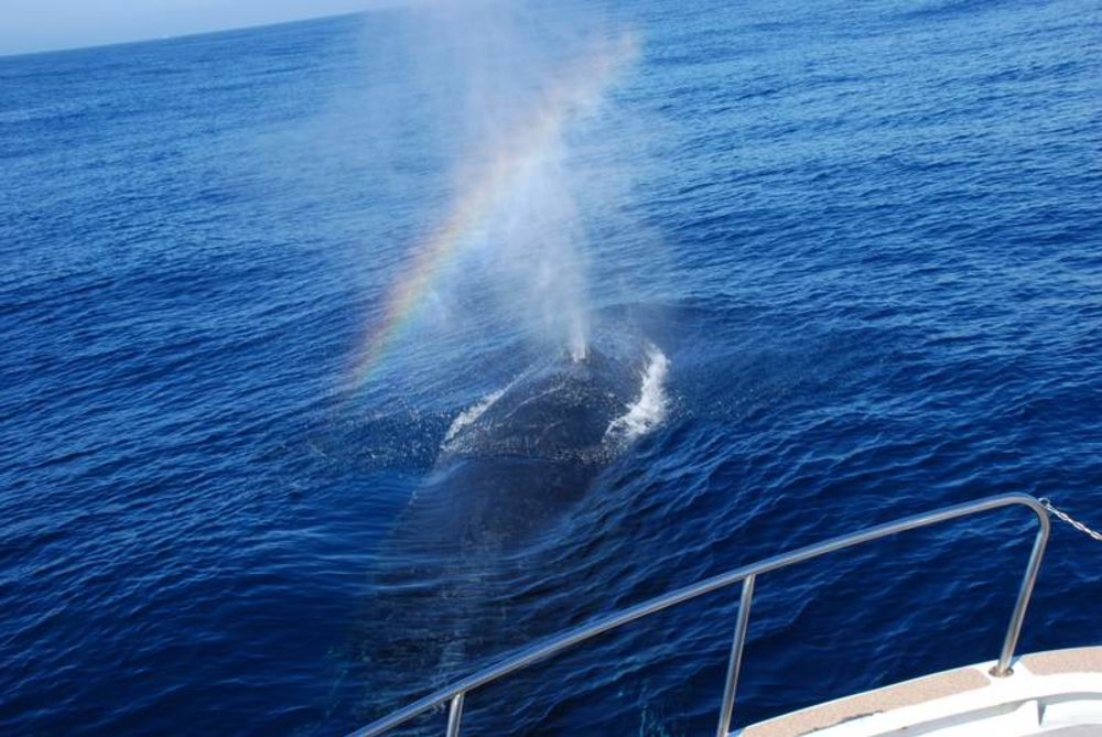 mist from a humpback whale forming a rainbow