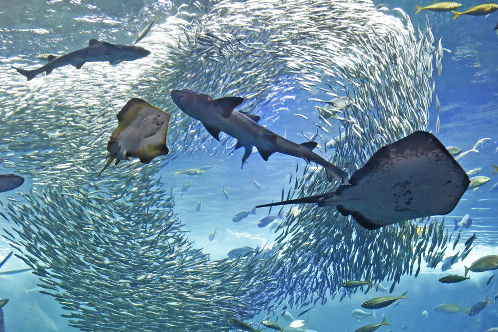 41174 「相模湾大水槽」(新江ノ島水族館)