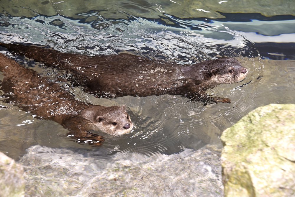 41174 「コツメカワウソ」(新江ノ島水族館)