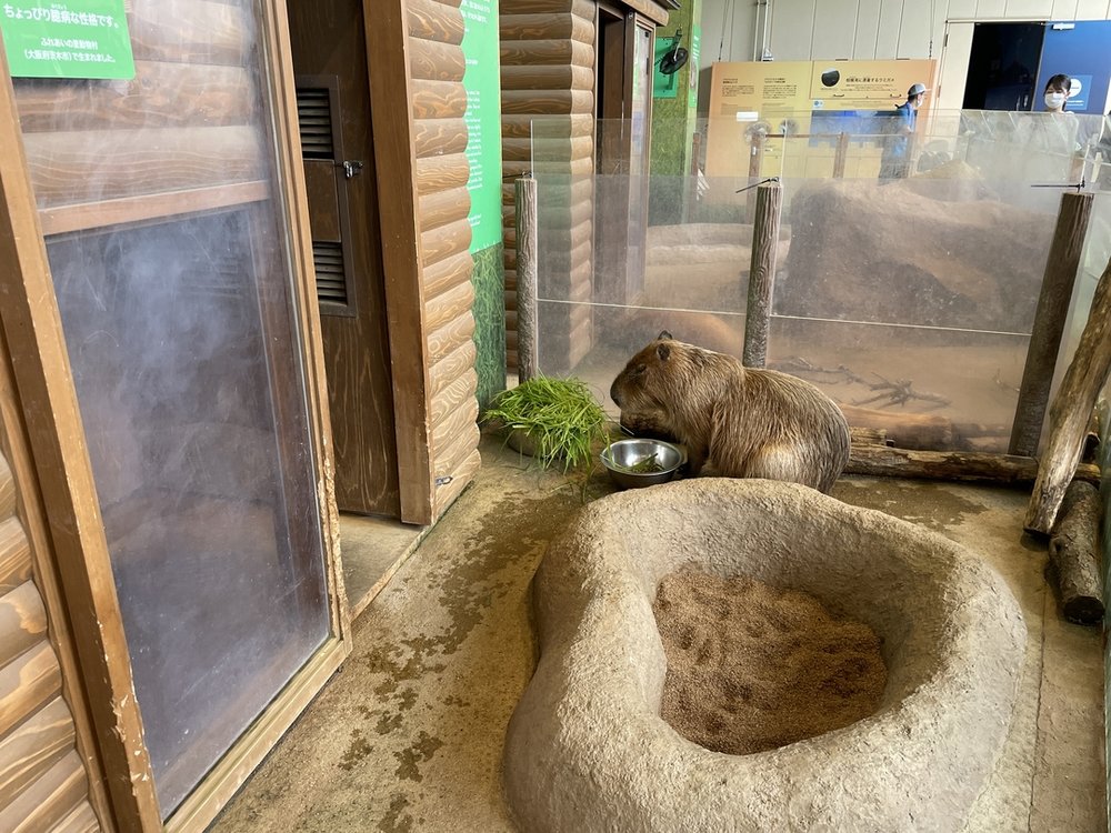 カピバラ 新江ノ島水族館