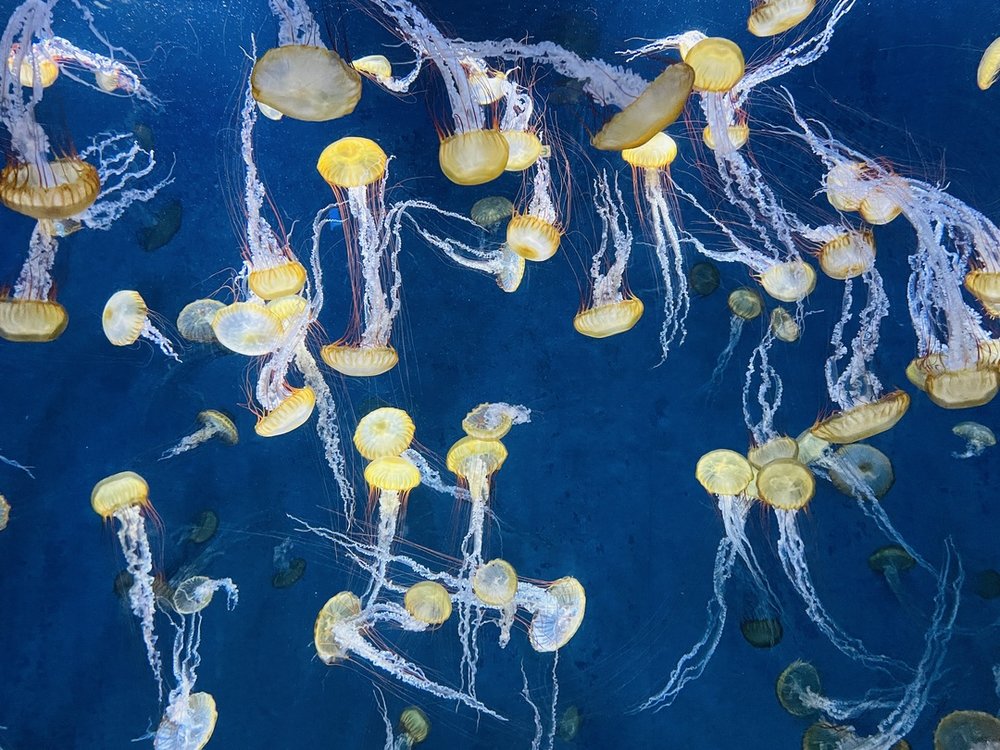 41174 新江ノ島水族館 クラゲファンタジーホール