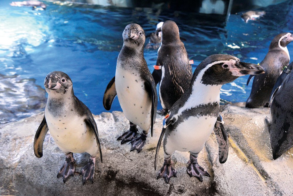 41174 新江ノ島水族館ペンギン