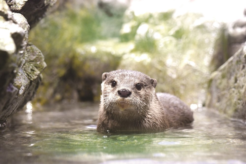 新江ノ島水族館