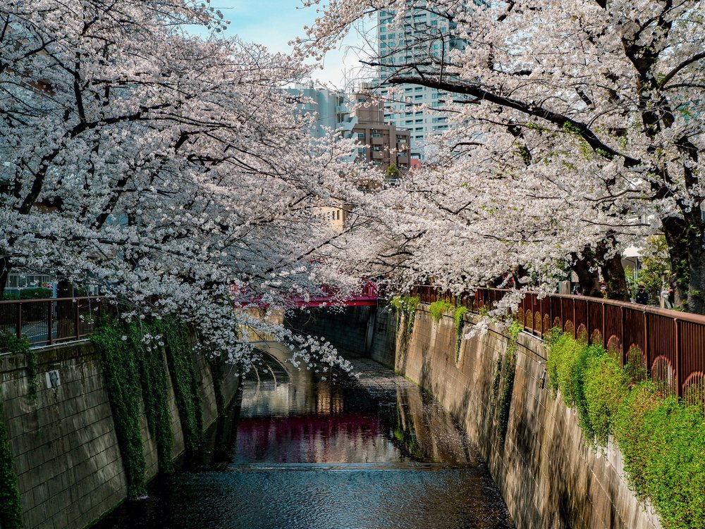 meguro river cherry blossom forecast