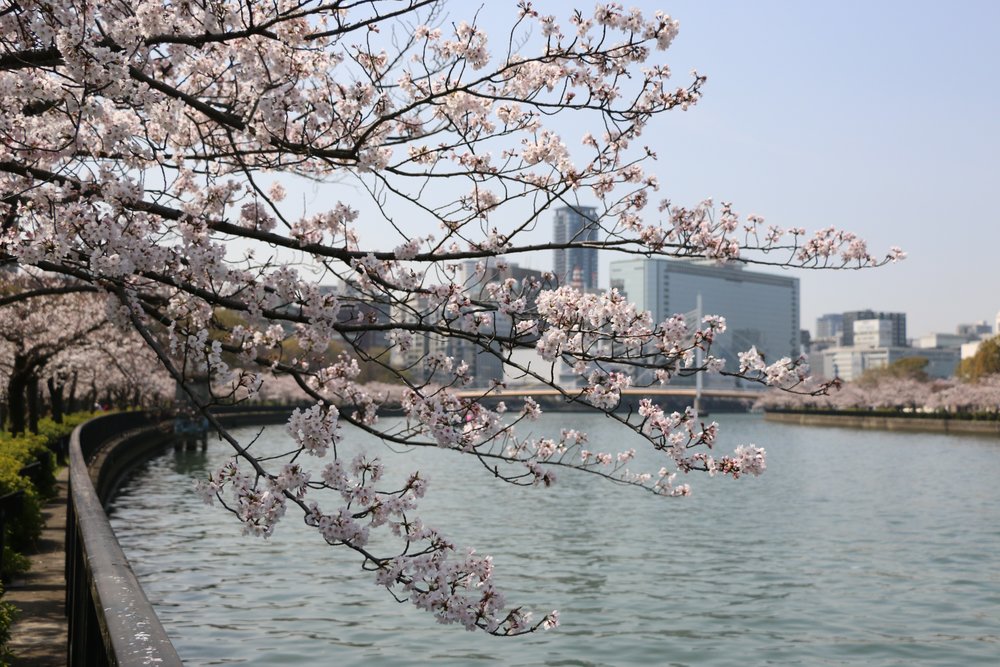 okawa river cherry blossom