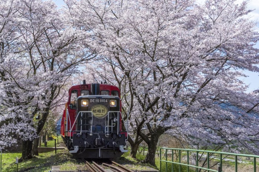 sagano romantic train sakura