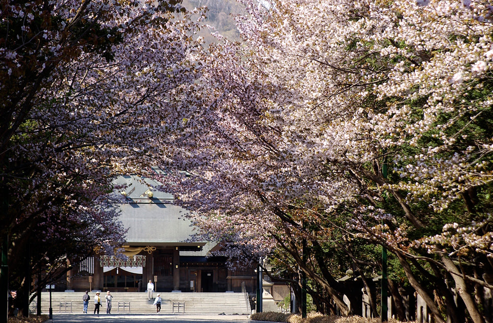 hokkaido shrine sakura