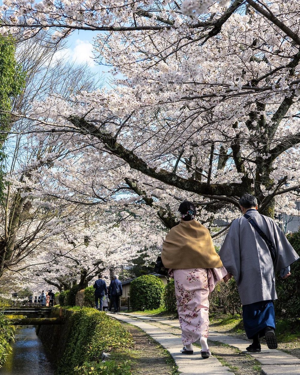 philosophers walk sakura
