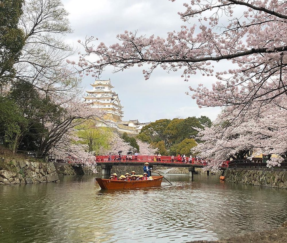 himeji castle sakura
